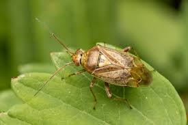 Attēlu rezultāti vaicājumam “Lygus pratensis”