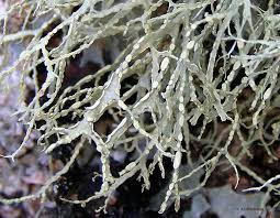 Attēlu rezultāti vaicājumam “Ramalina farinacea”