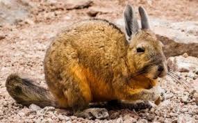 Image result for viscacha