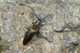 Attēlu rezultāti vaicājumam “Ctenicera pectinicornis male”