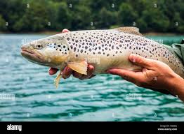 Image result for Salmo trutta trutta