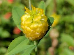 Attēlu rezultāti vaicājumam “Trifolium medium bud”