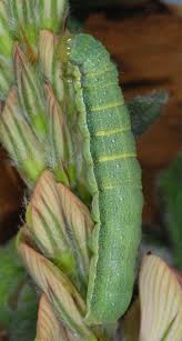 Attēlu rezultāti vaicājumam “Orthosia gracilis”