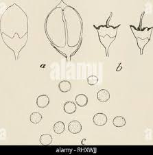 Attēlu rezultāti vaicājumam “Sphacelotheca hydropiperis”