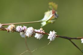 Attēlu rezultāti vaicājumam “Cuscuta epithymum subsp. trifolii”