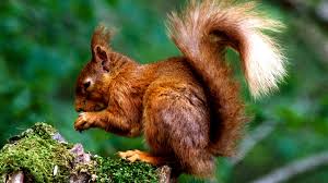 Attēlu rezultāti vaicājumam “Sciurus vulgaris”