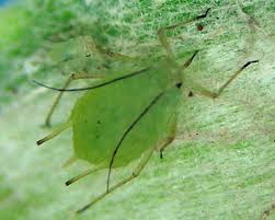 Attēlu rezultāti vaicājumam “Uroleucon hypochoeridis”