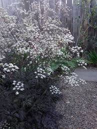 Attēlu rezultāti vaicājumam “Anthriscus”