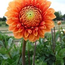 Image result for Dahlia Darkarin`