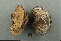 Attēlu rezultāti vaicājumam “Inonotus leporinus”