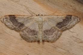 Attēlu rezultāti vaicājumam “Idaea aversata”