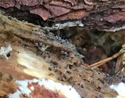 Attēlu rezultāti vaicājumam “Cribraria piriformis”