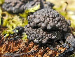 Attēlu rezultāti vaicājumam “Octospora splachnophila spores”