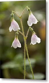 Attēlu rezultāti vaicājumam “Linnaea borealis”