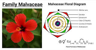Attēlu rezultāti vaicājumam “Malvaceae”