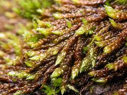 Attēlu rezultāti vaicājumam “Hygrohypnum luridum sporophyte”