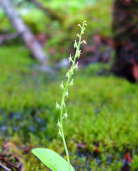 Attēlu rezultāti vaicājumam “Malaxis monophyllos flower”