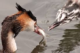 Attēlu rezultāti vaicājumam “Podiceps cristatus juvenile”