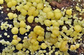 Attēlu rezultāti vaicājumam “Hypocrea gelatinosa”