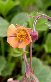 Attēlu rezultāti vaicājumam “Geum x intermedium flower”