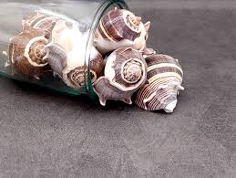 Image result for Melongena corona