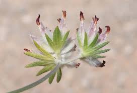 Attēlu rezultāti vaicājumam “Anthyllis vulneraria”