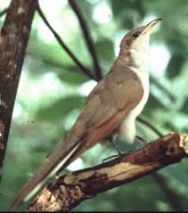 Image result for Coccyzus americanus