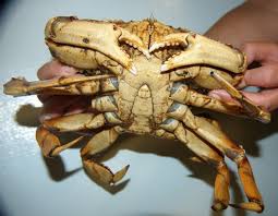 Image result for Metacarcinus magister