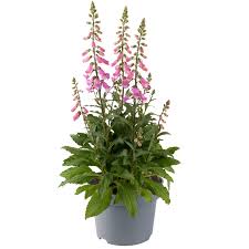 Image result for Digitalis purpurea