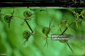 Attēlu rezultāti vaicājumam “Utricularia vulgaris”