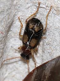 Attēlu rezultāti vaicājumam “Dromius quadrimaculatus”