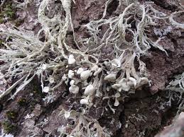 Attēlu rezultāti vaicājumam “Ramalina fastigiata”