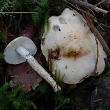 Attēlu rezultāti vaicājumam “Antrodia gossypium”