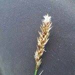 Attēlu rezultāti vaicājumam “Carex appropinquata fruit”