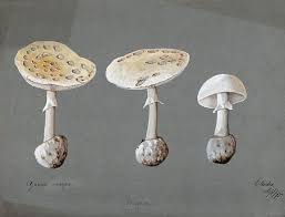 Attēlu rezultāti vaicājumam “Amanita citrina”