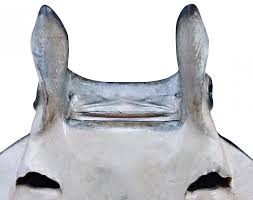 Image result for Mobula thurstoni