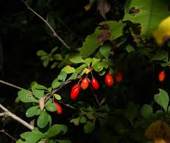 Attēlu rezultāti vaicājumam “Berberis thunbergii fruit”