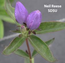 Attēlu rezultāti vaicājumam “Gentianaceae”