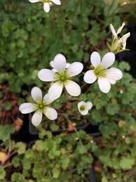 Attēlu rezultāti vaicājumam “Saxifraga granulata flower”