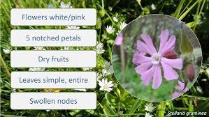 Attēlu rezultāti vaicājumam “Caryophyllaceae”