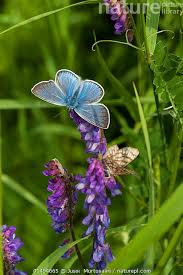 Attēlu rezultāti vaicājumam “Agrodiaetus amandus”