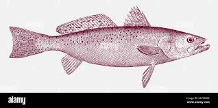 Image result for Cynoscion nebulosus