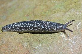 Attēlu rezultāti vaicājumam “Lycogala convexum macro”