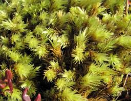 Attēlu rezultāti vaicājumam “Aulacomnium palustre”