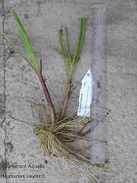 Attēlu rezultāti vaicājumam “Glyceria maxima”