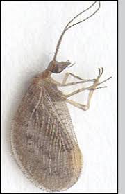 Attēlu rezultāti vaicājumam “Hemerobius perelegans”