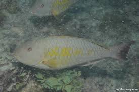 Image result for Sparisoma axillare