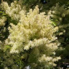 Attēlu rezultāti vaicājumam “Fraxinus excelsior flower”