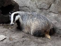 Attēlu rezultāti vaicājumam “Meles meles”