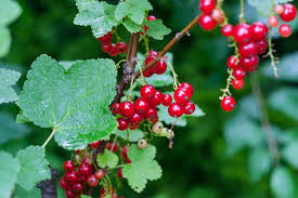 Attēlu rezultāti vaicājumam “Ribes spicatum”